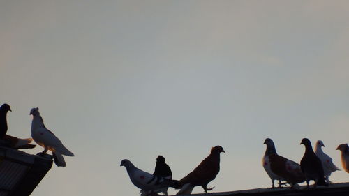 Low angle view of birds perching on the sky