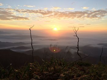 Plants growing on land against sky during sunset