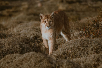 Cougar walking in forest