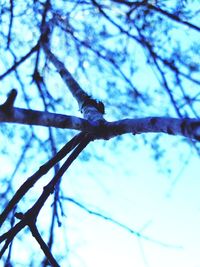 Close-up of lizard on tree against sky