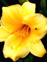 Close-up of yellow flower