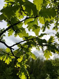 Low angle view of tree against sky