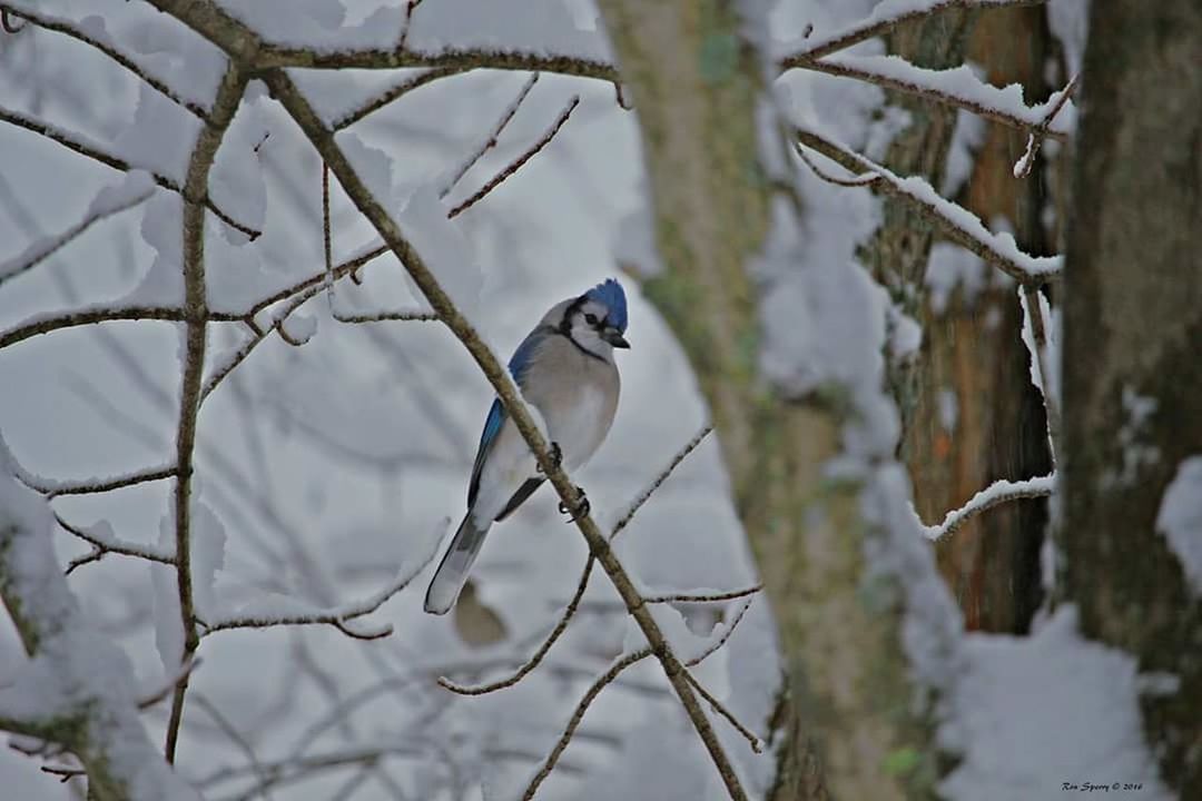 Winter bird