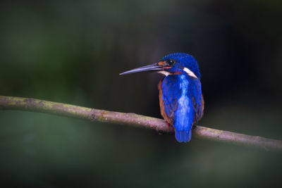 Close-up of bird perching on branch