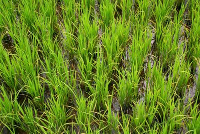 Full frame shot of rice paddy