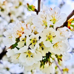 Close-up of white cherry blossoms in spring