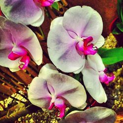 Close-up of pink orchid blooming outdoors