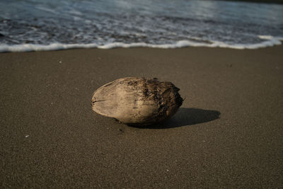 Close-up of shell on sand