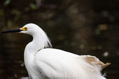 Close-up of a bird