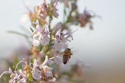 Close-up of bee pollinating on flower