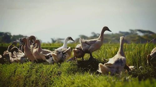 Flock of birds on field