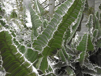 Full frame shot of plants