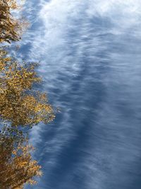 Low angle view of trees against sky during autumn