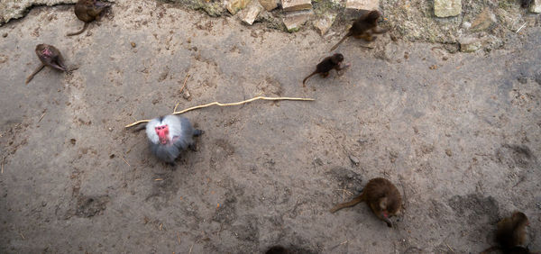 High angle view of birds on land