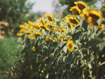 Field with blooming sunflowers on a summer day, a row of plants