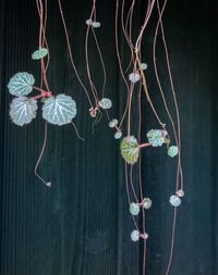 Close-up of plant hanging against wall