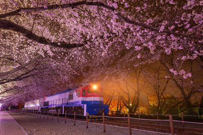 High angle view of pink cherry blossom at night