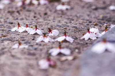 Close-up of pink flowers on field