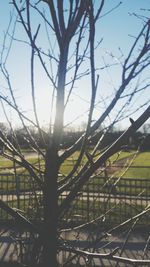 Trees against sky