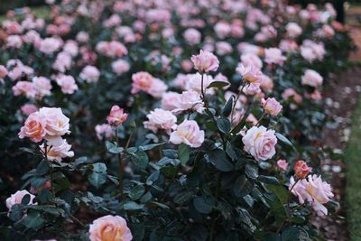 Close-up of pink flowering plants in park