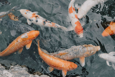 High angle view of koi carps swimming in pond