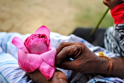 Close-up of hand holding pink flowers