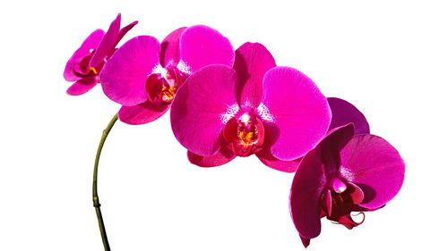 Close-up of flowers over white background