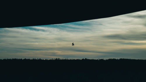 Silhouette of bird flying in sky