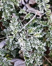 High angle view of frozen plants on field