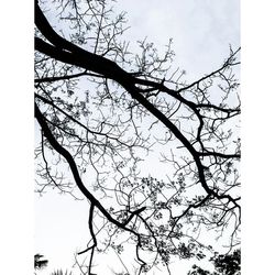 Low angle view of bare tree against sky