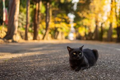 Portrait of a cat on the road