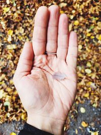 Cropped hand holding dry leaf