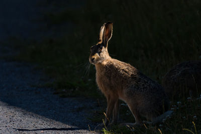Portrait of hare on field during sunny day