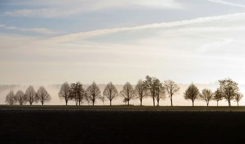 Trees on field against sky