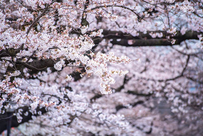 Close-up of cherry blossom tree