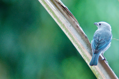 Close-up of bird perching on wood