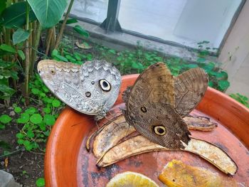High angle view of butterfly on wood