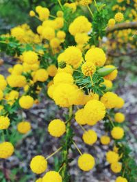 Close-up of yellow flowering plants