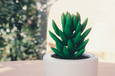 Close-up of succulent plant on table