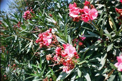 Close-up of red flowers blooming outdoors