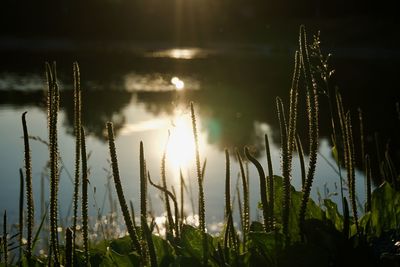 Close-up of plants growing on land against sky