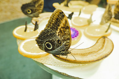 High angle view of butterfly on table