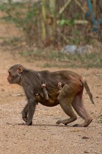 Monkey sitting on field