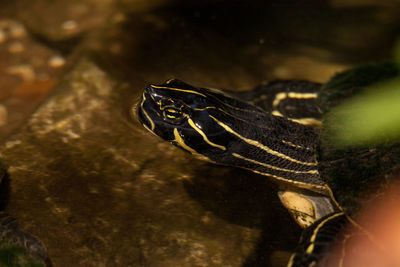 Suwannee river cooter turtle pseudemys concinna suwanniensis swims in a pond in naples, florida.