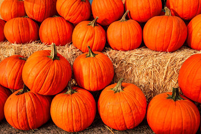 Rows of orange pumpkins stacked on hay bales at market outdoors in autumn 
