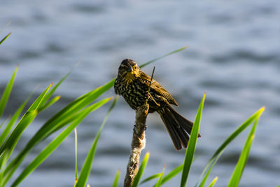 Close-up of bird perching on plant