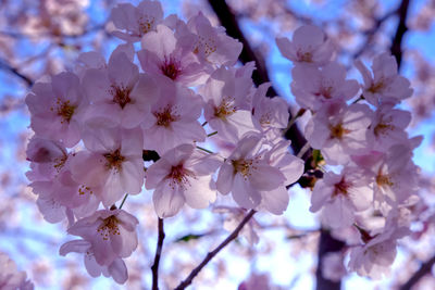 Close-up of cherry blossom