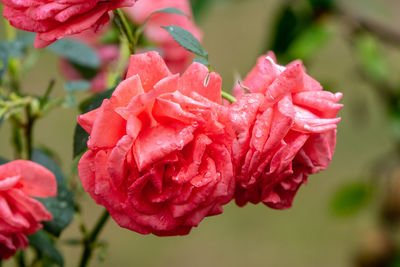 Close-up of pink rose flower