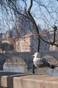 Seagull perching on retaining wall