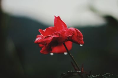 Close-up of red rose flower